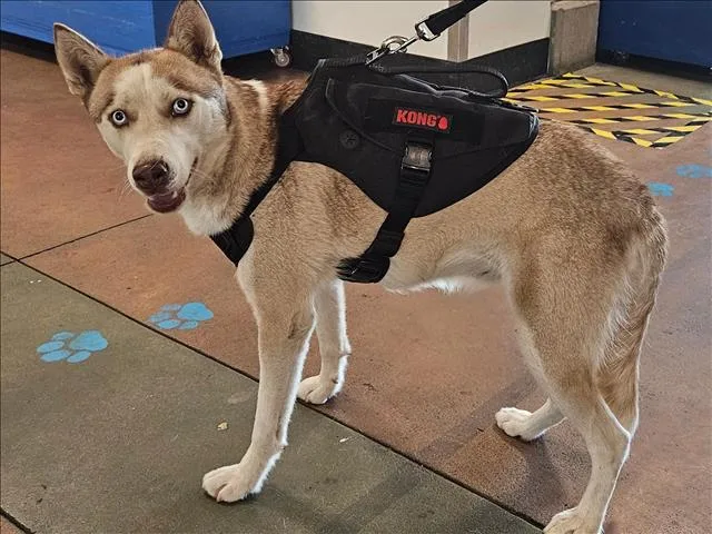 An adult large-sized female Siberian Husky dog named Saidie for adoption in Van Nuys, CA