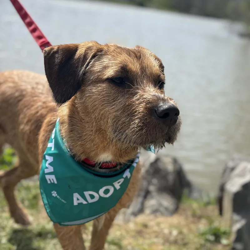 A young medium-sized female Yellow / Tan / Blond / Fawn Mixed Breed dog named Nessie for adoption in Fletcher, NC