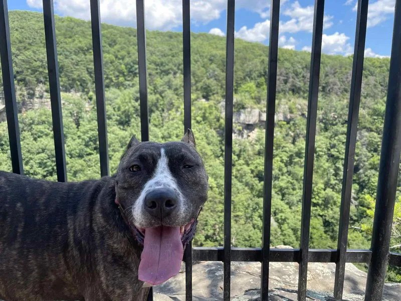 Lady Bug thumbnail 3