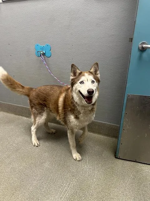 A senior large-sized male Husky dog named Max for adoption in Las Vegas, NV