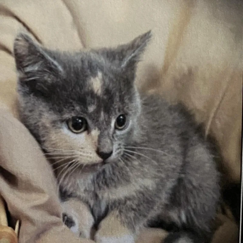 A baby small-sized female Tortoiseshell Domestic Short Hair cat named Abbey for adoption in Los Angeles, CA