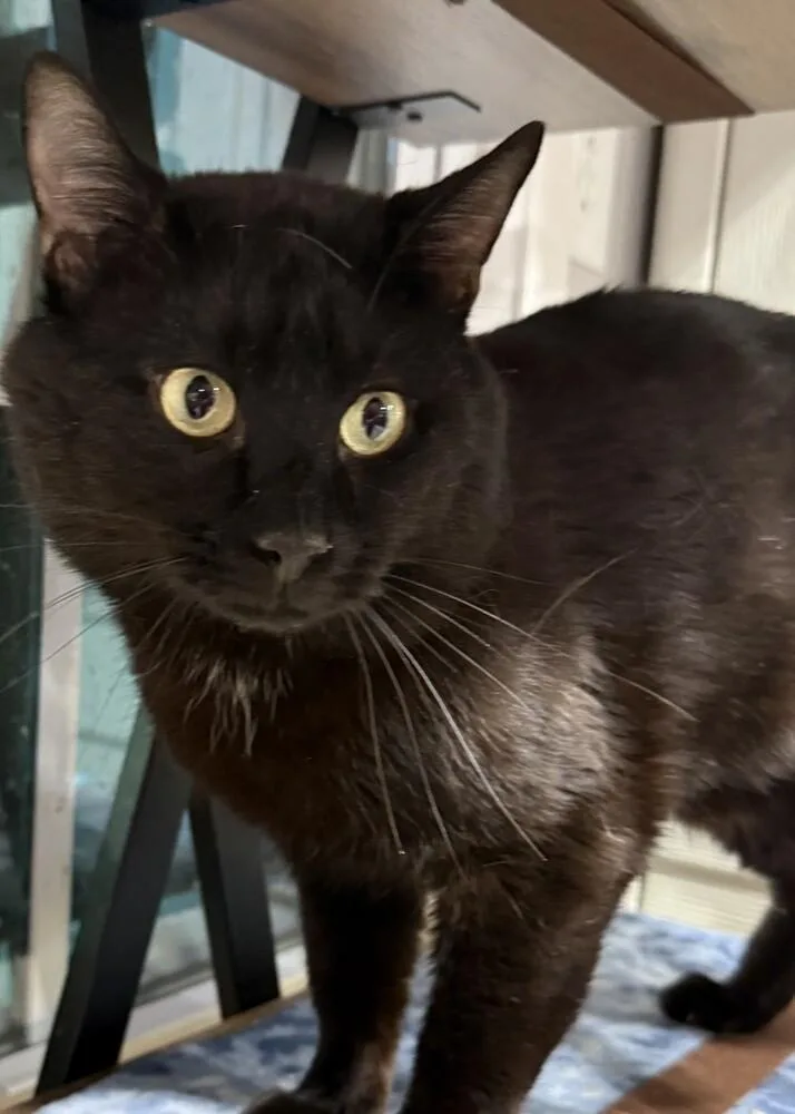 An adult large-sized male Black Domestic Short Hair cat named Huey for adoption in Jackson, GA