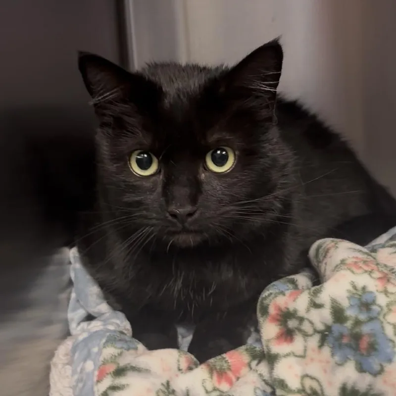 An adult large-sized female Black Domestic Short Hair cat named Sage for adoption in Easton, PA