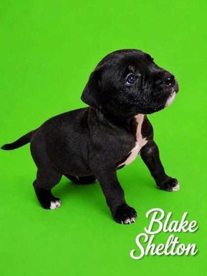 Blake