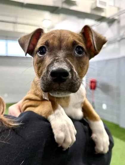 A baby small-sized male Mixed Breed dog named Marinara for adoption in West Chester, PA