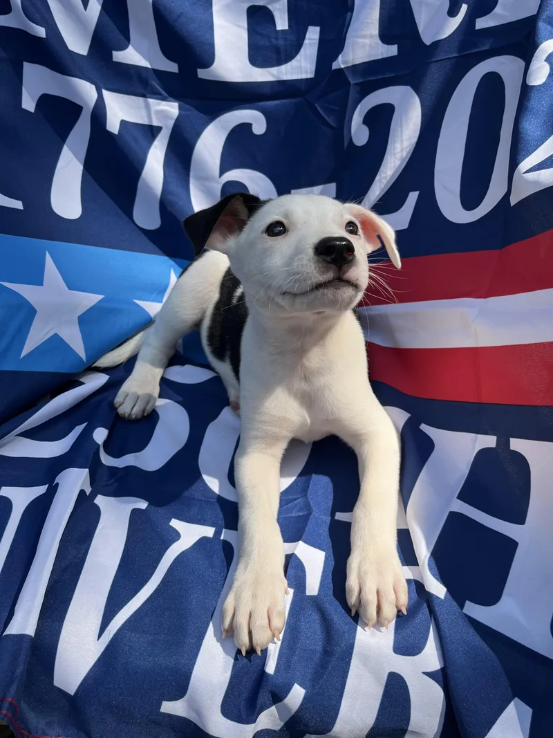 A baby medium-sized female White / Cream Pit Bull Terrier dog named Stars for adoption in Greensboro, GA