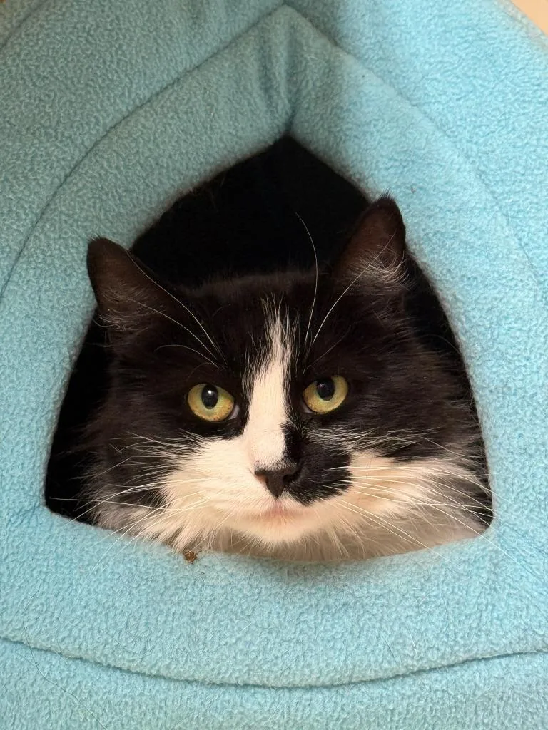 A young medium-sized female Domestic Medium Hair cat named Peppermint Patty++ for adoption in Windsor, CT