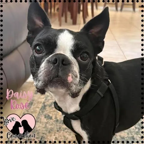 A young small-sized female Black Boston Terrier dog named Daisy Rose for adoption in Gilbert, AZ