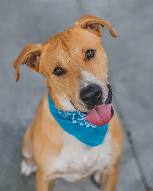 An adult large-sized male Terrier dog named Flash for adoption in Miami, FL