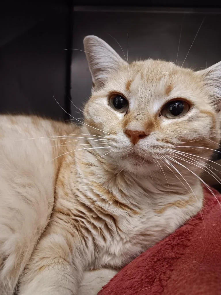 A young medium-sized female Domestic Short Hair cat named Sunflower for adoption in New Braunfels, TX