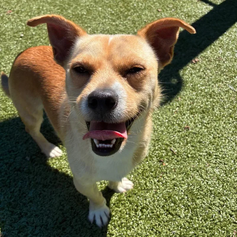 An adult medium-sized male Terrier dog named Joey for adoption in Greensboro, NC