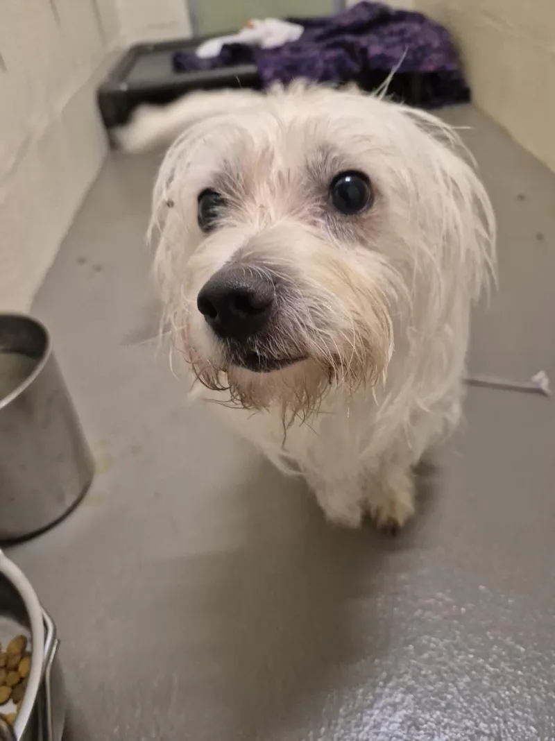 A young small-sized male Terrier dog named Gregory for adoption in Hagerstown, MD