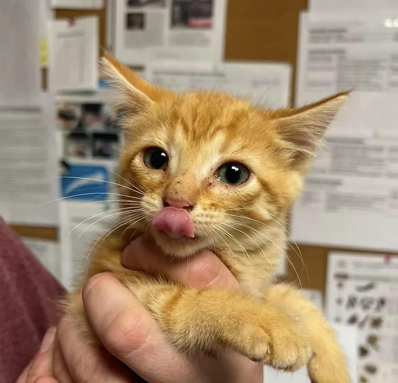 A baby medium-sized male Domestic Short Hair cat named Grasshopper for adoption in Bolivar, MO