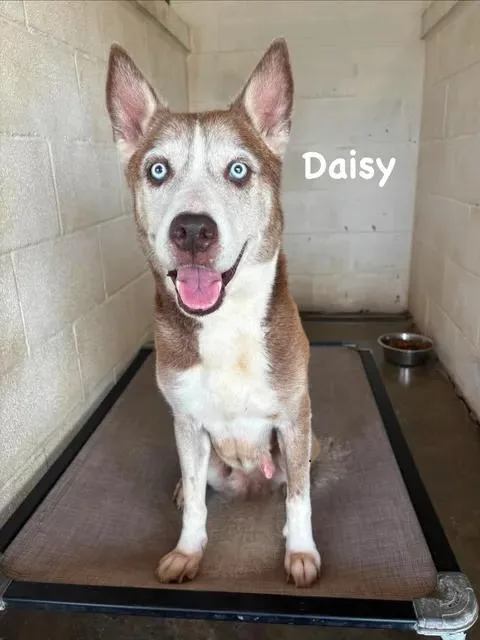 Daisy thumbnail 5