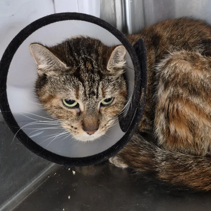 An adult medium-sized female Torbie Domestic Short Hair cat named Bella PR for adoption in Natick, MA