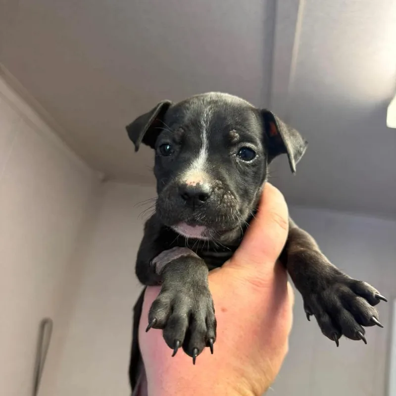 A baby small-sized female Black Pit Bull Terrier dog named Arya for adoption in Port Aransas, TX