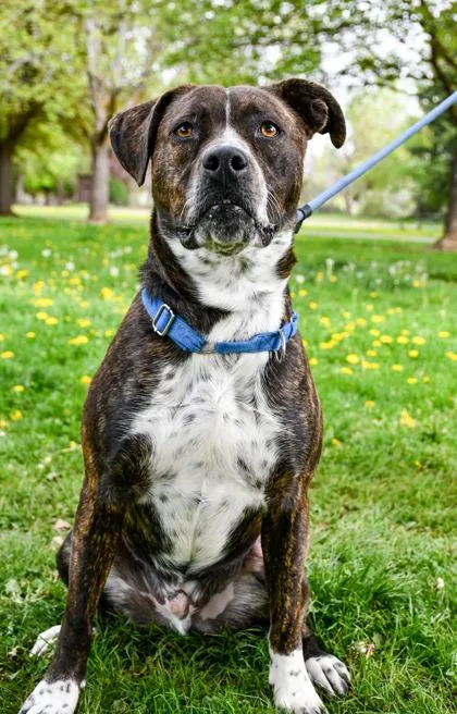 A baby large-sized male Boxer dog named Cheese for adoption in Yakima, WA