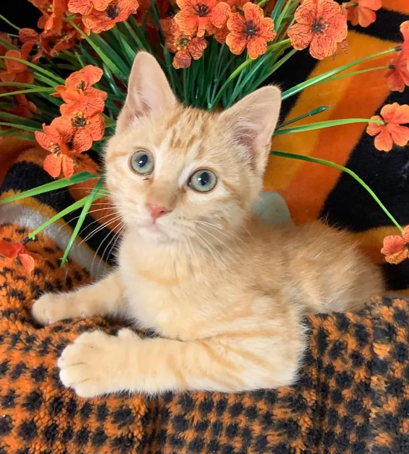Maple