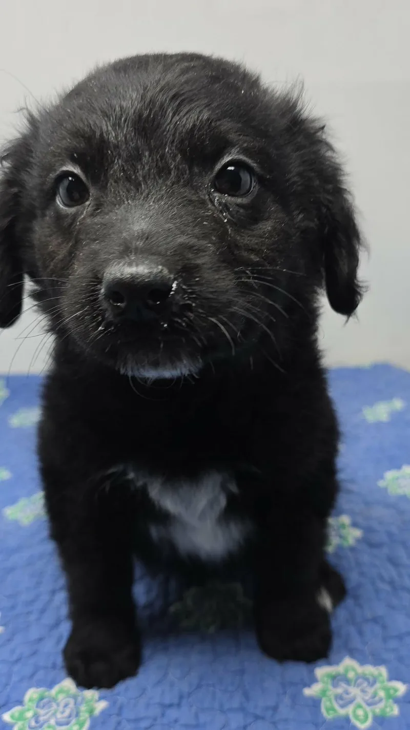 A baby medium-sized male Black Terrier dog named Annapolis for adoption in New York, NY
