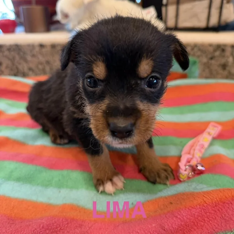 A baby small-sized female Brown / Chocolate Mixed Breed dog named Lima for adoption in Keaau, HI