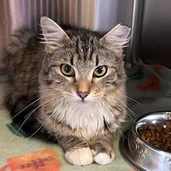 An adult medium-sized female Gray / Blue / Silver Domestic Medium Hair cat named Cleo for adoption in Knoxville, TN