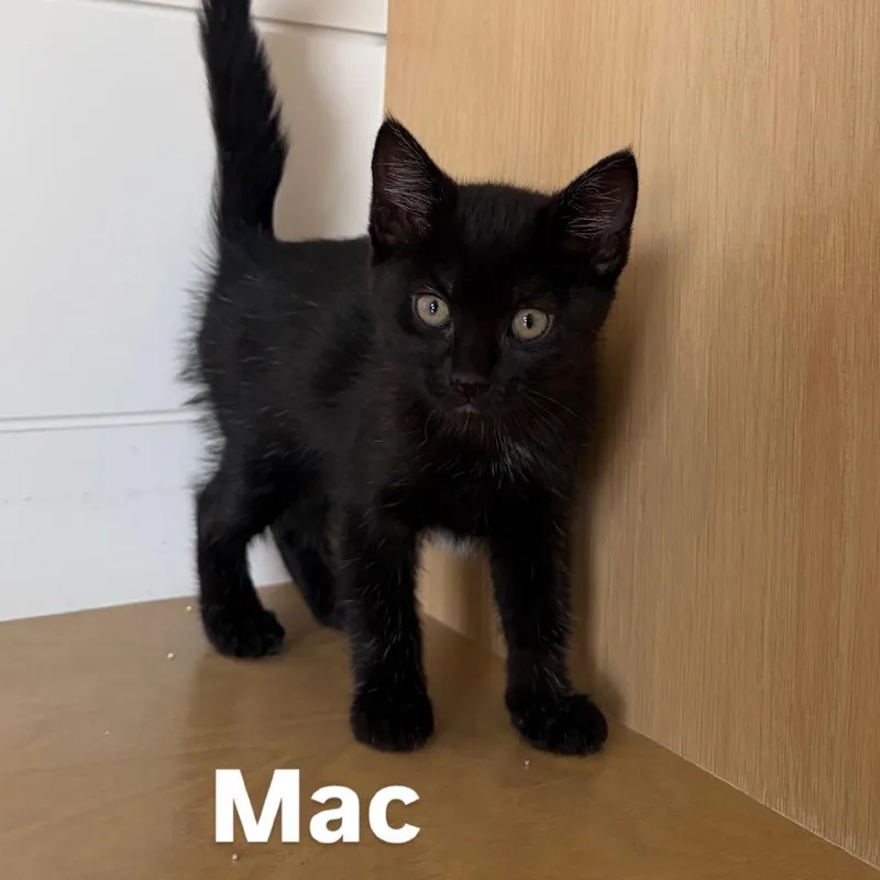 Mac thumbnail 3