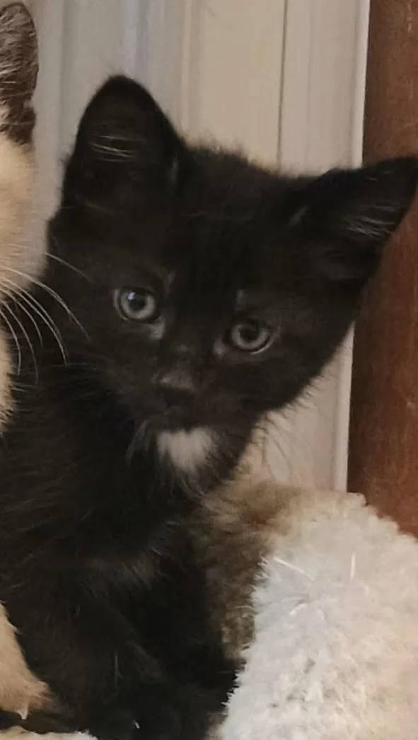 A baby medium-sized male Black Domestic Short Hair cat named Boba for adoption in Greensboro, NC