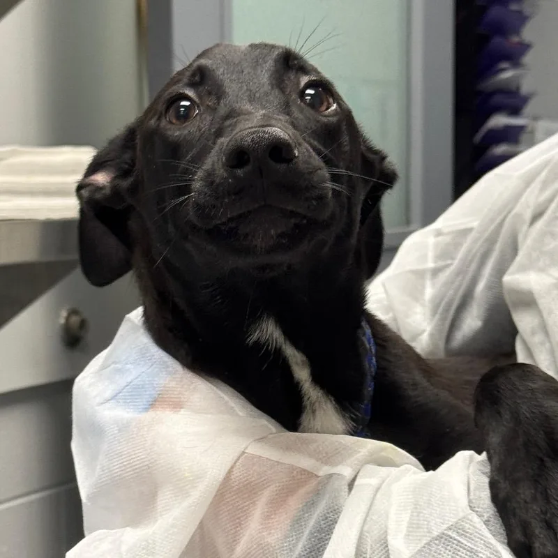 A baby small-sized female Black Mixed Breed dog named Cutiepie for adoption in Greenville, SC