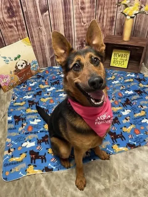 An adult large-sized female German Shepherd Dog dog named Roxanne for adoption in Warren, MI