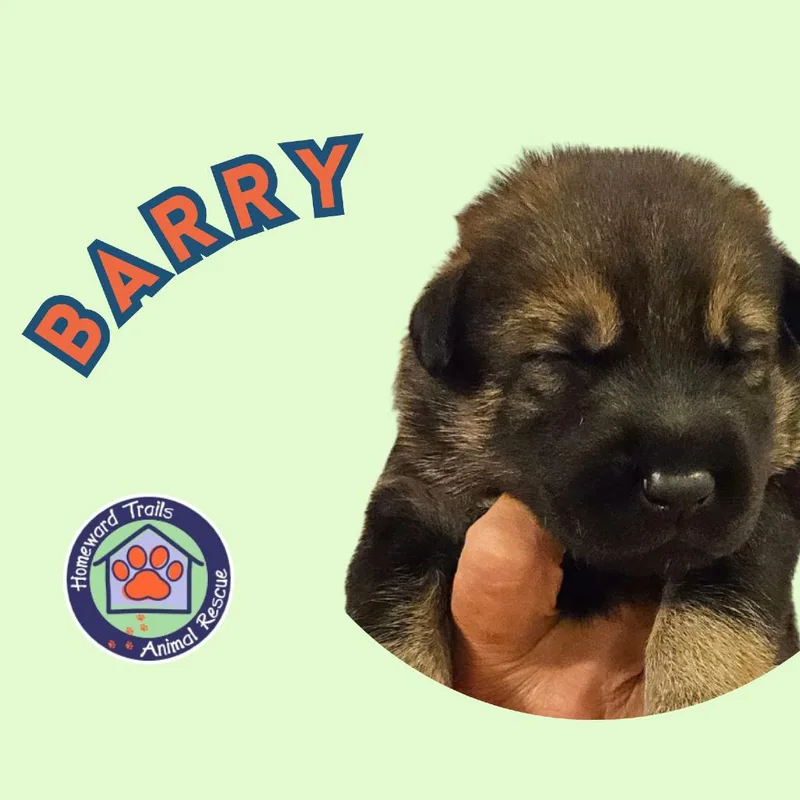 A baby medium-sized male Brown / Chocolate Hound dog named Cammie pup Barry for adoption in Fairfax Station, VA