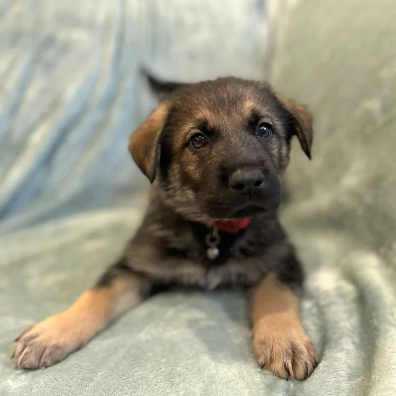Cammie pup Barry thumbnail 2