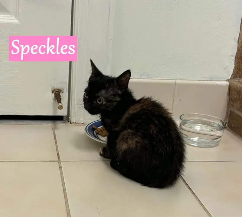 A baby medium-sized female Domestic Short Hair cat named Speckles for adoption in Hoover , AL