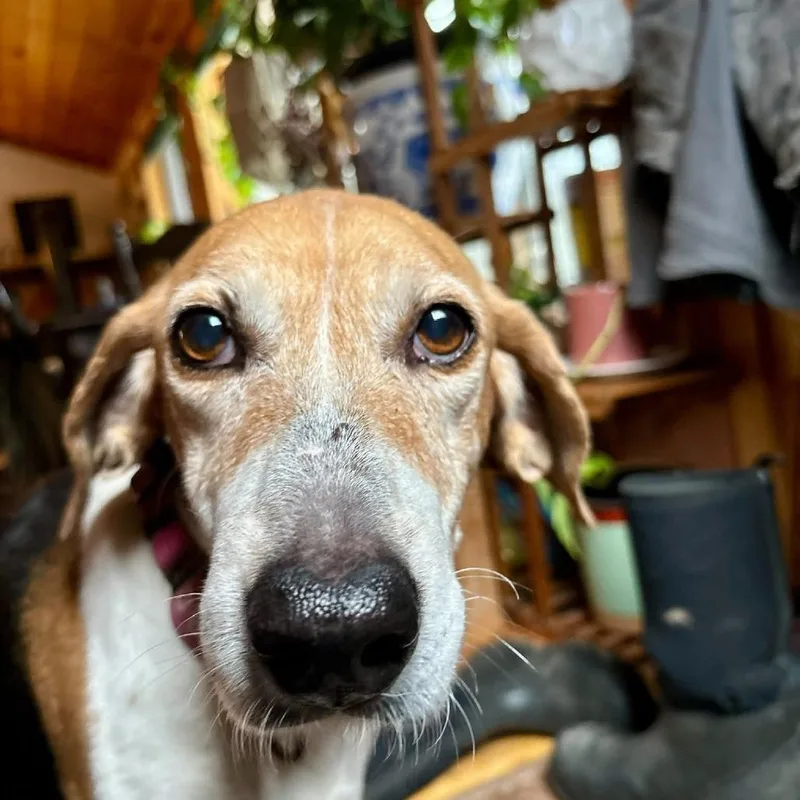 Magnolia thumbnail 2