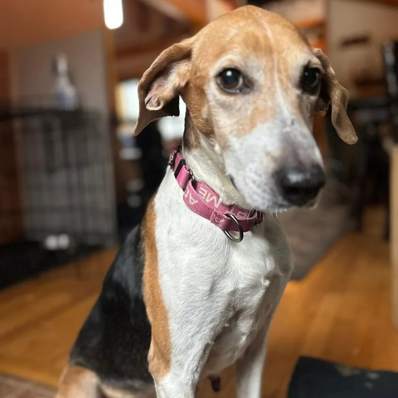 Magnolia thumbnail 4