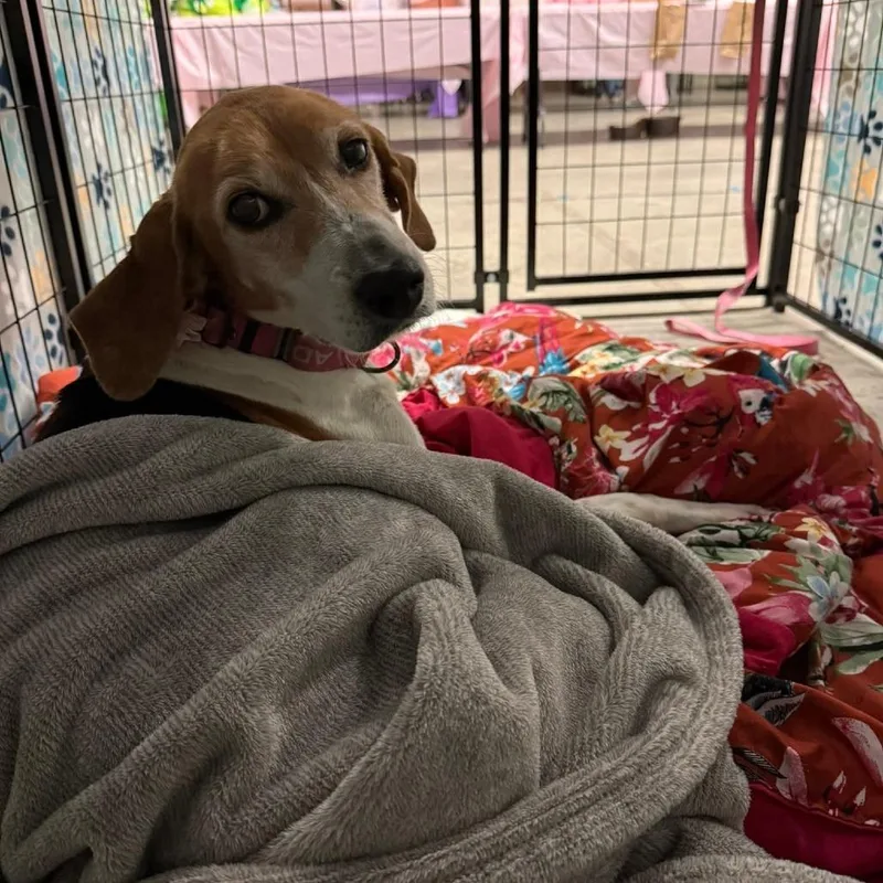 Magnolia thumbnail 5