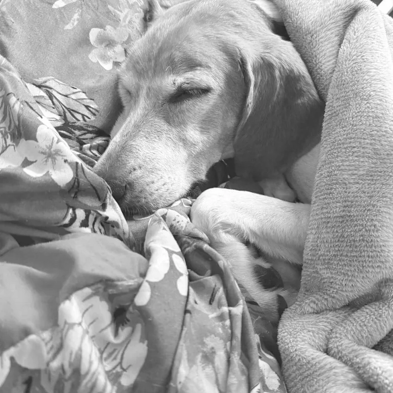 Magnolia thumbnail 6