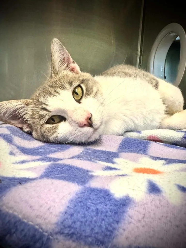 A young medium-sized male Domestic Short Hair cat named Riot for adoption in Boone, IA