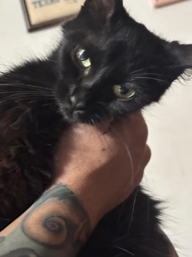 A young medium-sized female Domestic Long Hair cat named Buttons for adoption in Liverpool, TX