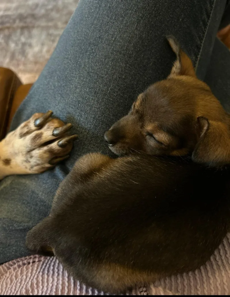 A baby small-sized female Chihuahua dog named Lindsey for adoption in Grafton, WI