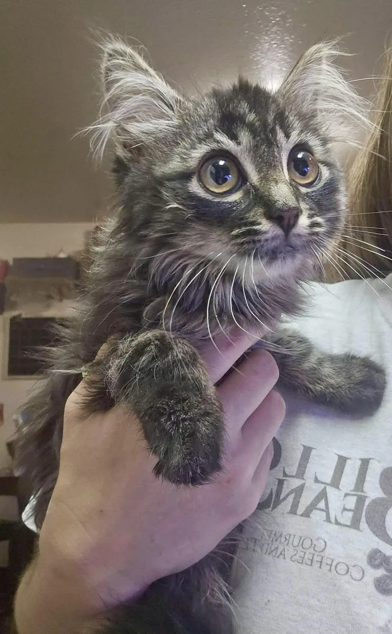 A baby medium-sized male Tabby (Gray / Blue / Silver) Domestic Long Hair cat named Knox for adoption in Pocatello, ID