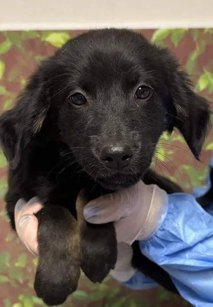 A young small-sized female Terrier dog named Armani for adoption in San Antonio, TX
