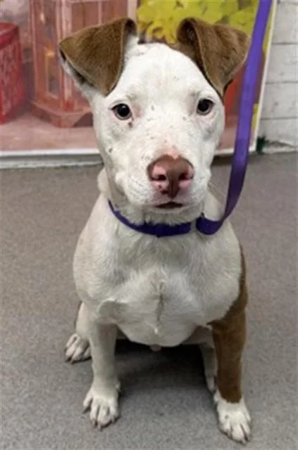 A young small-sized male Pit Bull Terrier dog named Kibo for adoption in San Bernardino, CA