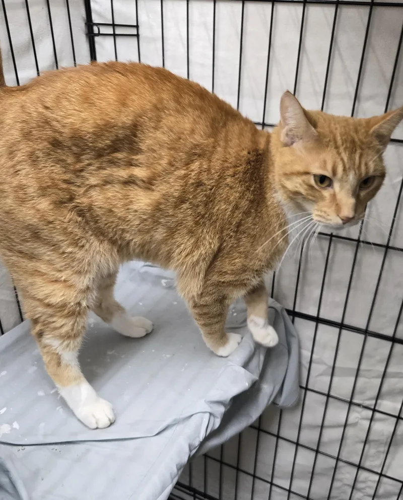 An adult medium-sized male Orange & White Domestic Short Hair cat named Wiggles for adoption in Mokena, IL