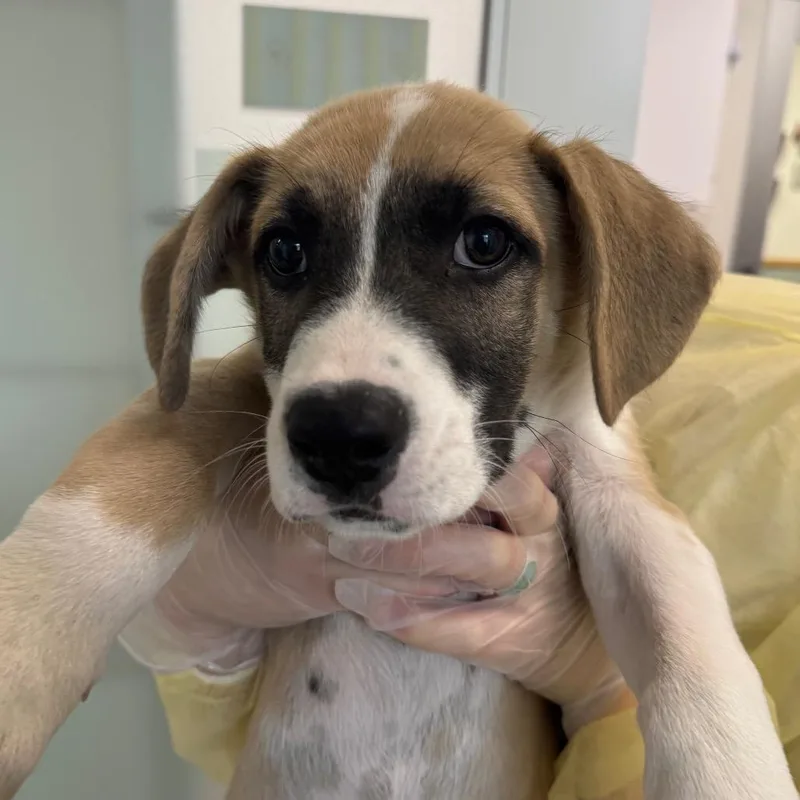 A baby small-sized male Mixed Breed dog named Zoom for adoption in Middletown, RI