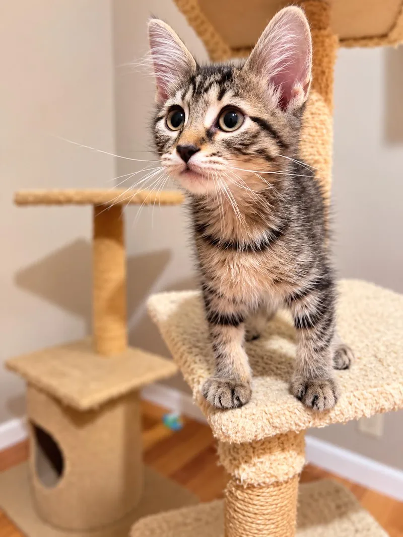 A baby medium-sized male Domestic Medium Hair cat named Bradley Napa for adoption in Napa, CA