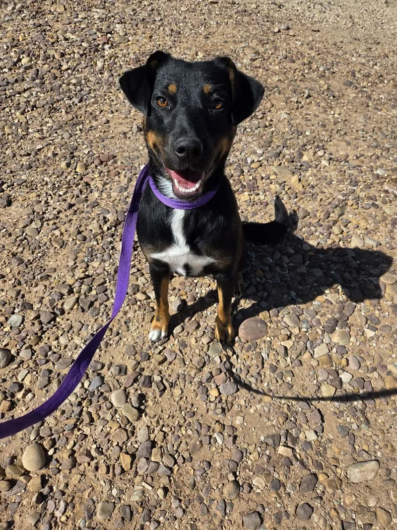 An adult medium-sized female Mixed Breed dog named Reba for adoption in Roosevelt, UT