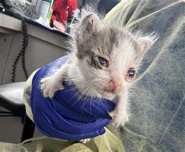 A baby medium-sized male Domestic Short Hair cat named Bonnie for adoption in Dallas, TX