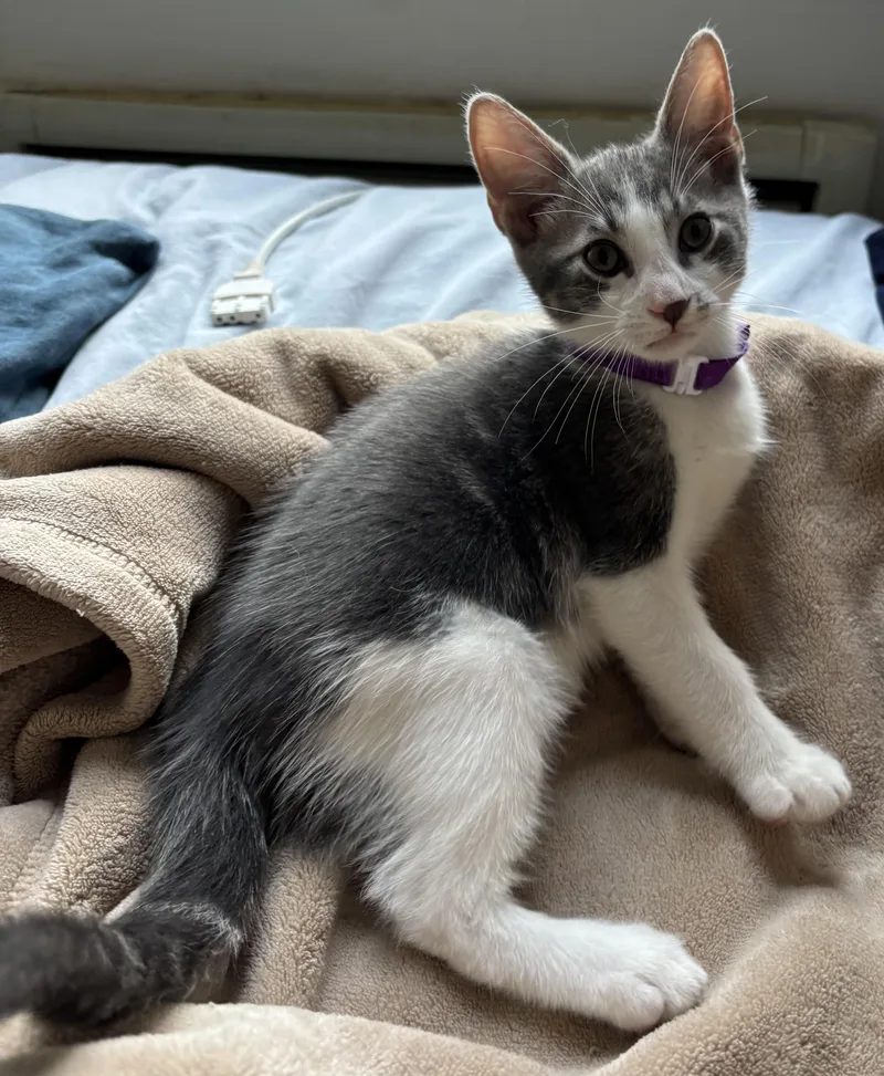 A baby small-sized male Gray & White Domestic Short Hair cat named Juno & Koko for adoption in New York, NY