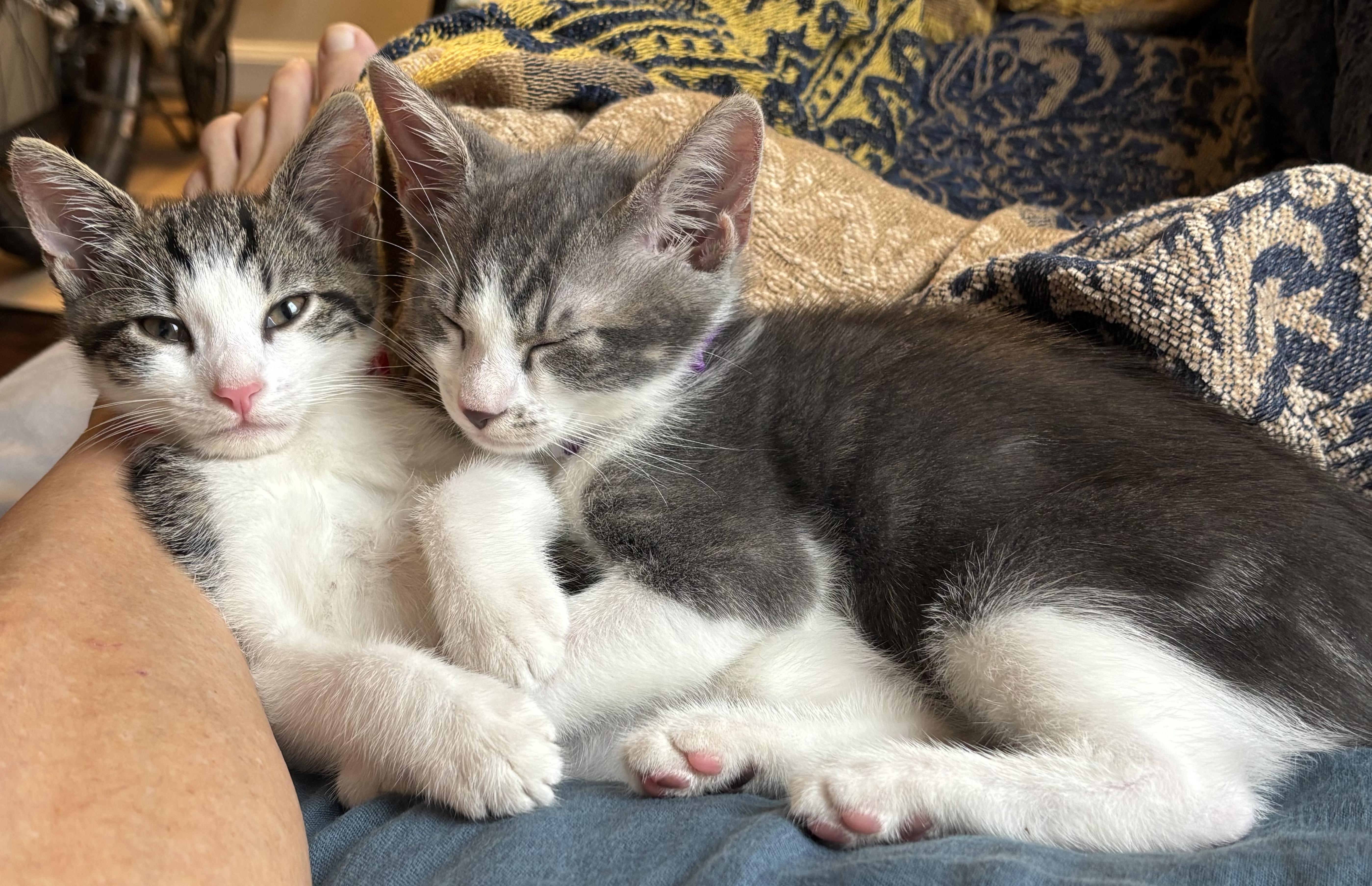 Juno & Koko thumbnail 3