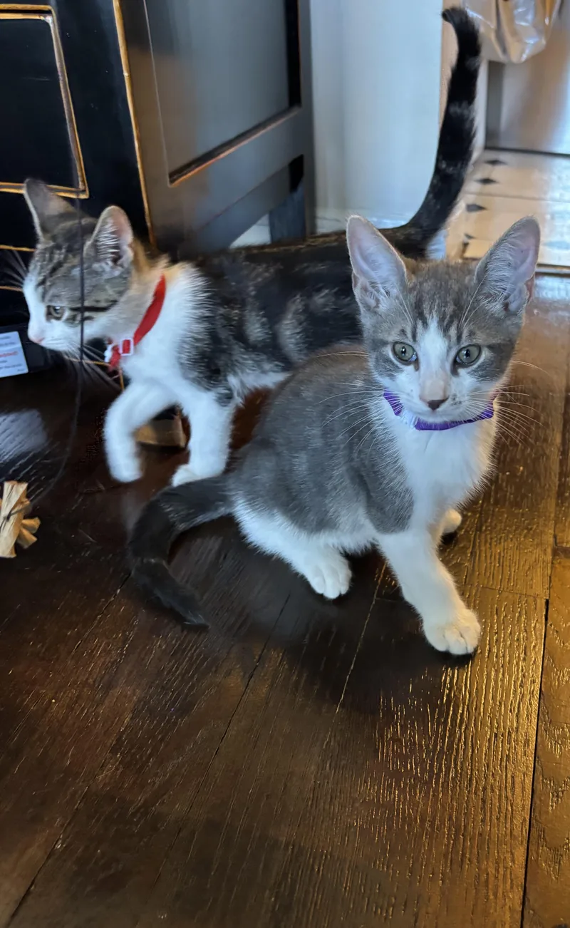 Juno & Koko thumbnail 4